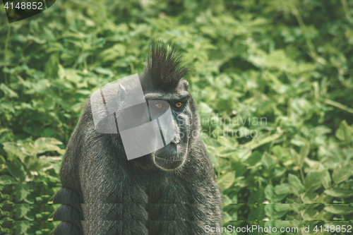 Image of Macaca Nigra monkey sitting in green