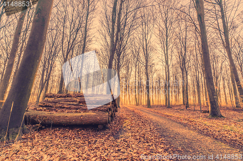 Image of Woodstack in a forest sunrise