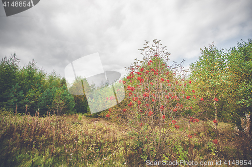 Image of Red berries in autumn in a park