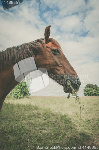 Image of Horse eating grass on a green meadow