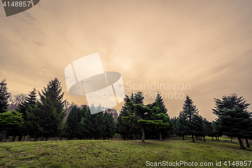 Image of Pine trees at dawn in autumn