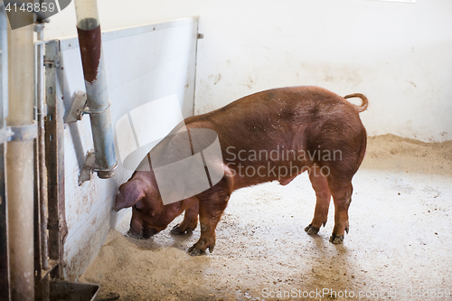 Image of Brown pig eating grain