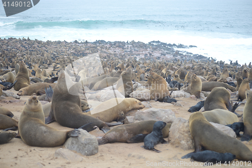 Image of Seals at Cape Cross