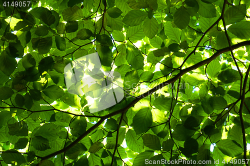 Image of green beech tree leaves