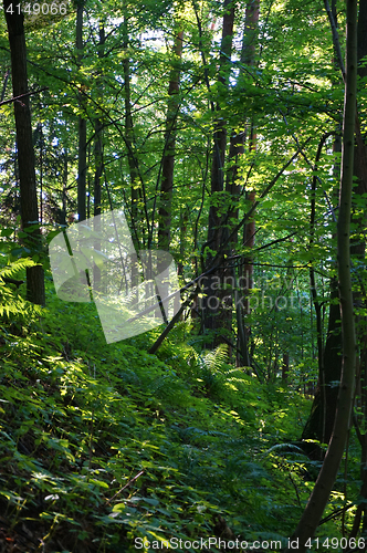 Image of green dark forest 