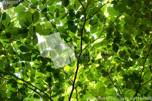 Image of green beech tree leaves