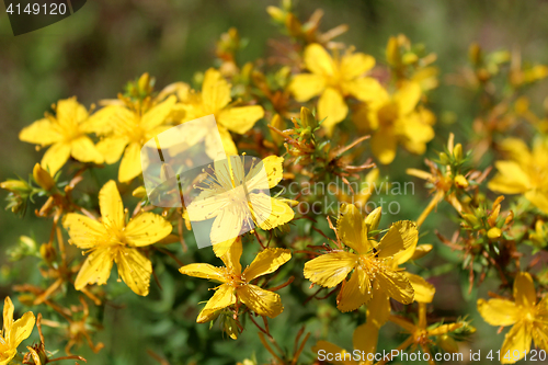 Image of Yellow beautiful flowers of St.-John's wort