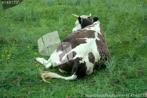 Image of Cattle-breeding (Holstein breed) 2. Cow on pasture