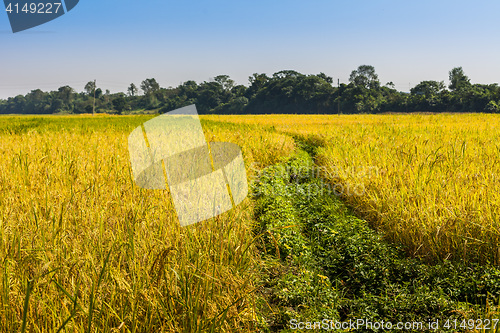 Image of Rice fields in Nepal