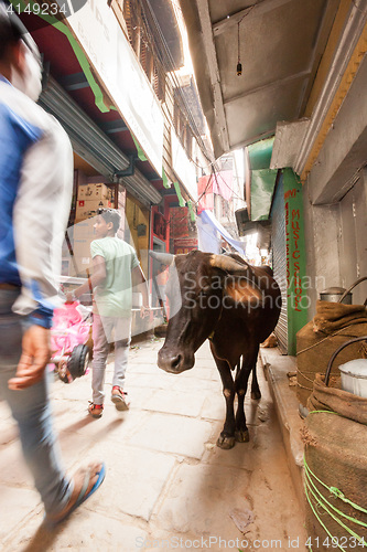 Image of Passerby and cow, Varanasi, India