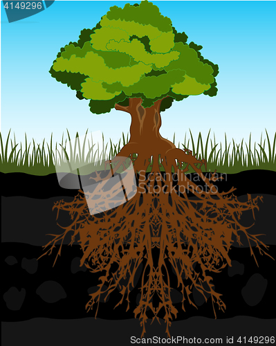 Image of Tree and root in ground
