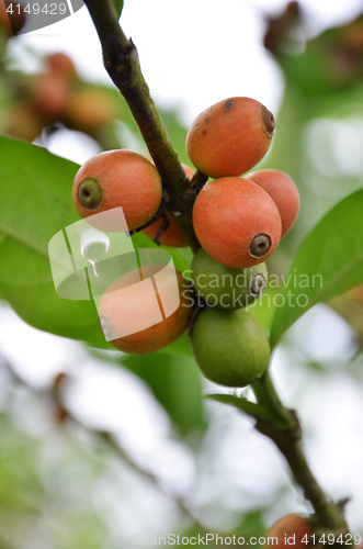 Image of Fresh coffee seeds on coffee tree
