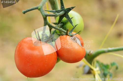 Image of Fresh red tomatoes