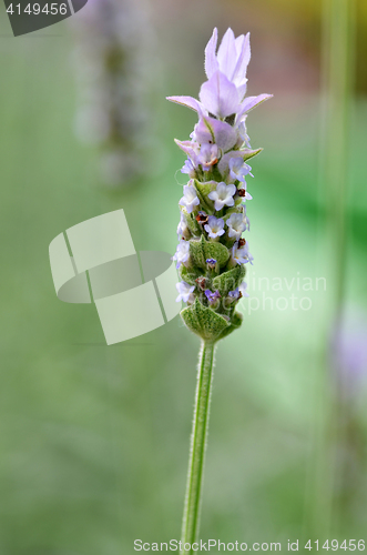 Image of Lavender flowers in nature