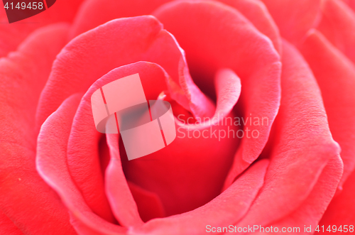 Image of Macro shot of a red rose