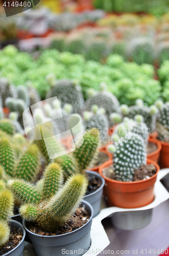 Image of Group of small cactus in the pot