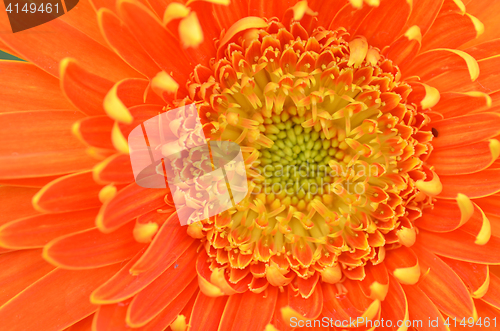 Image of Gerbera flower in a garden