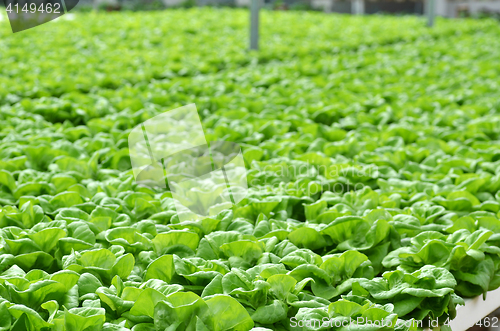 Image of Commercial greenhouse soilless cultivation of vegetables