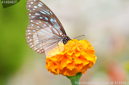 Image of Butterfly on orange flower