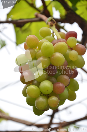 Image of Wine grapes on vine