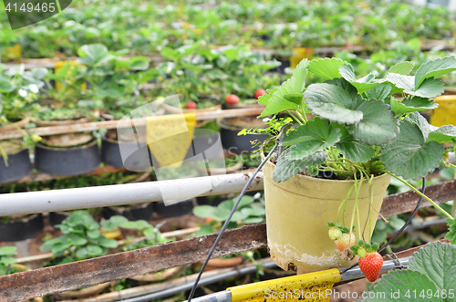 Image of Fresh and young strawberry fruits