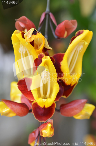 Image of Thunbergia mysorensis, also called Mysore trumpetvine