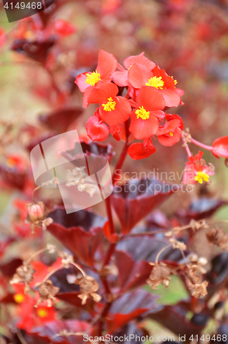 Image of Flowers begonia. Begonia is a flower of extraordinary beauty