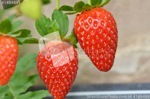 Image of Fresh strawberries that are grown in greenhouses