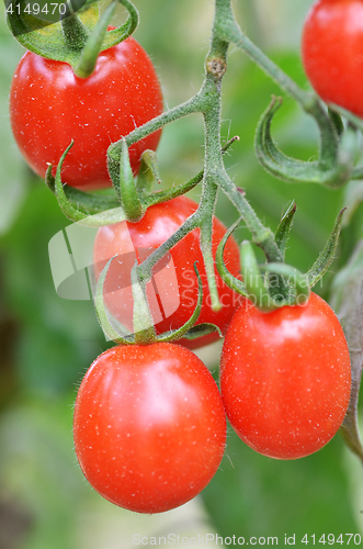 Image of Fresh red tomatoes