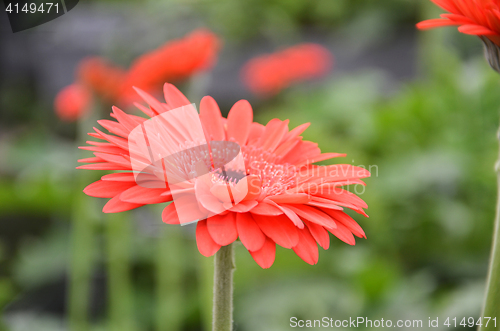 Image of Gerbera flower in a garden