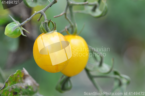 Image of Yellow cherry tomatoes grow in the garden