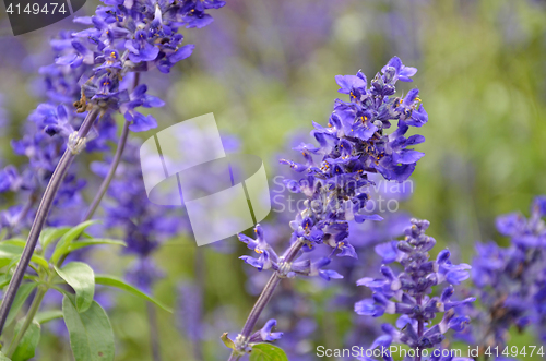 Image of Blooming blue bugleweeds Ajuga