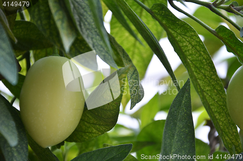 Image of Pepino Melon found in the Cameron Highlands