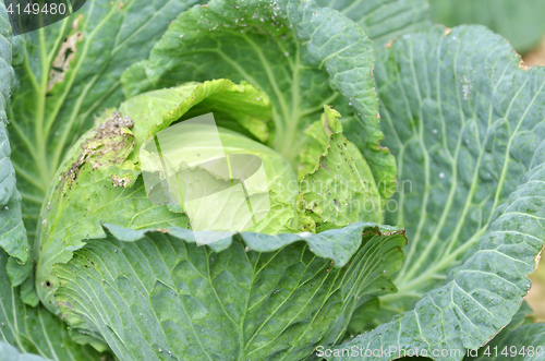Image of Green cabbage in a farm