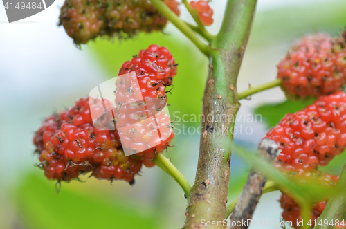 Image of Red mulberry on the tree