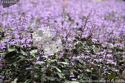 Image of Plectranthus Mona Lavender flowers