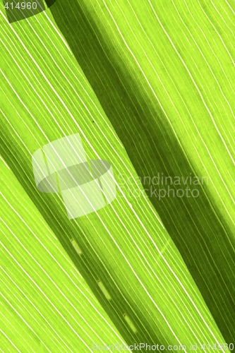 Image of Grass Blades