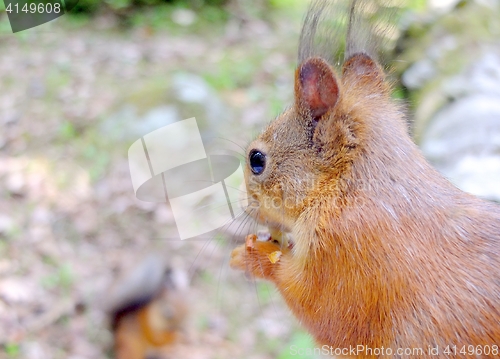 Image of Cute squirrel eating a nut closeup.