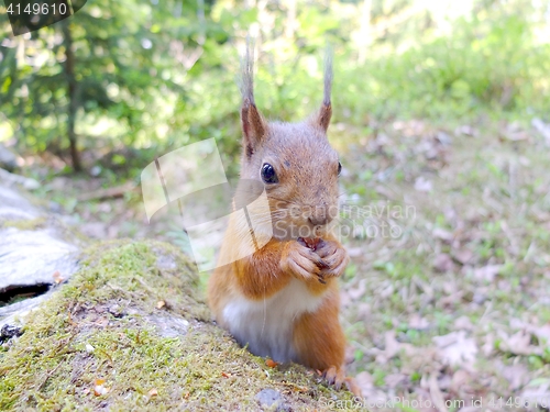 Image of Cute squirrel eating a nut closeup.