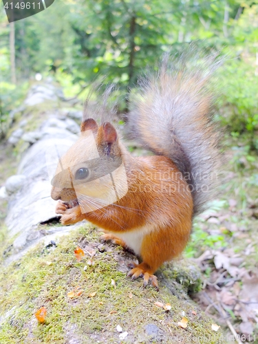 Image of Cute squirrel eating a nut closeup.