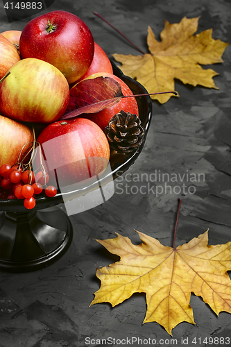 Image of Apple and viburnum