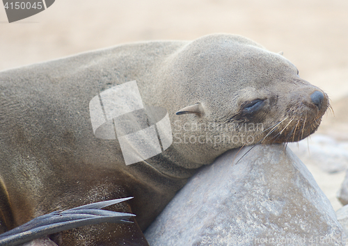 Image of relaxing seal