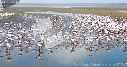 Image of Flamingoes