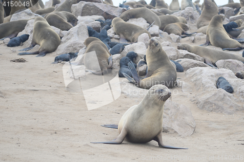 Image of Seals at Cape Cross