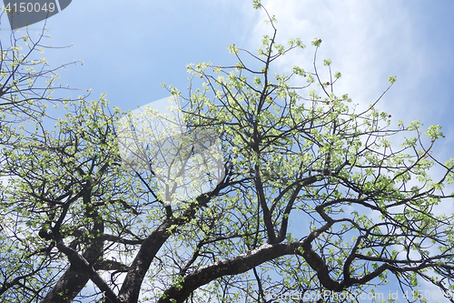 Image of flowering baobab