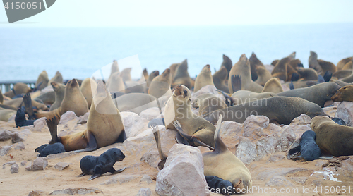 Image of Seals at Cape Cross