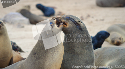 Image of Seals at Cape Cross