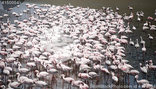 Image of Flamingoes