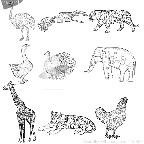 Image of Sketch elephant, tiger, eagle, rooster, giraffe, ostrich, turkey, goose. chicken on a white background. illustration