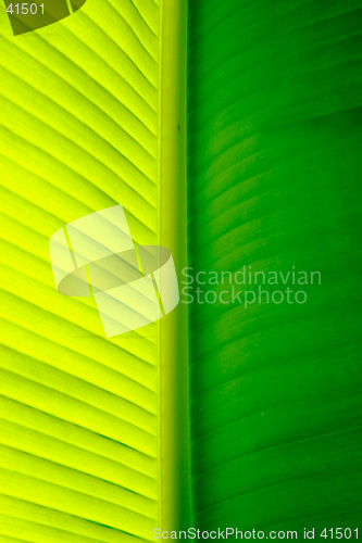 Image of Close-up of a banana palm tree leaf